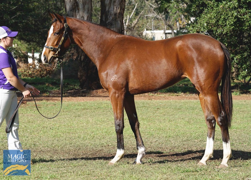 2020 Magic Millions Online Sale (24 June) Lot 126 Scissor Kick